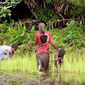 Augustin Pallière : La riziculture inondée paysanne en Sierra Leone