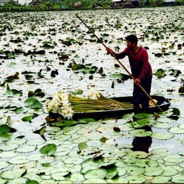 La Phot’eau insolite de la semaine : « Collecting lotus flowers in a flooded field, Central Thailand »