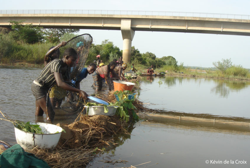 Kévin de la Croix : Une pêche collective féminine sur le fleuve Niger en Guinée. Le cômondia ou le diaramba