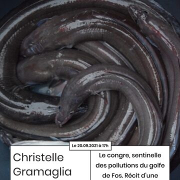 1er Apér-EAU scientifique, 20 septembre, 17h:  « Le congre, sentinelle des pollutions du golfe de Fos. Récit d’une expérience de science participative », par Christelle Gramaglia